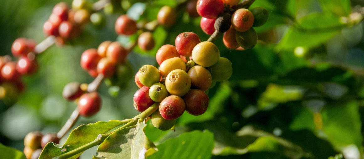 coffee-plantation-1160x508